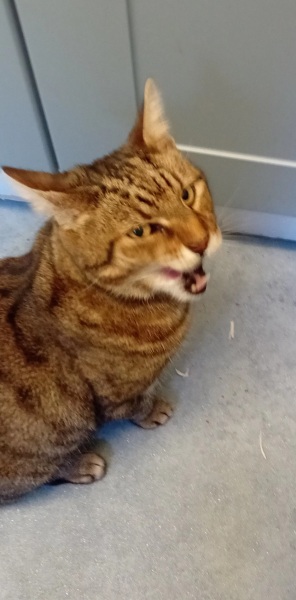 Chicken, Dreamies and Lickelix - the Excellent Cats form a disorderly queue