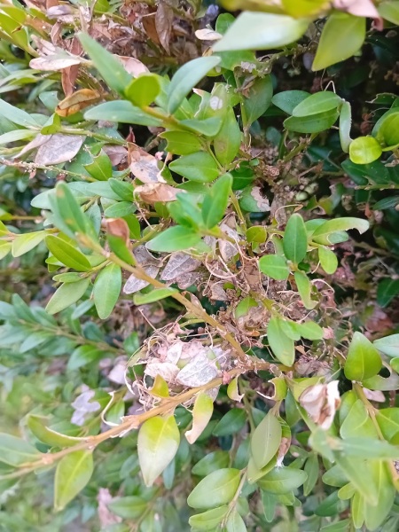 Just had to get rid of the last of my box topiary - sad day