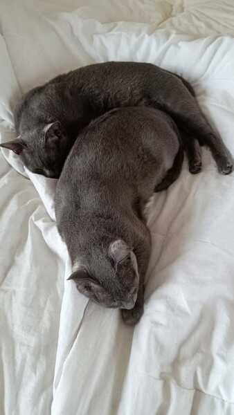 Thread 30 Starmer - Magic Roundabouts