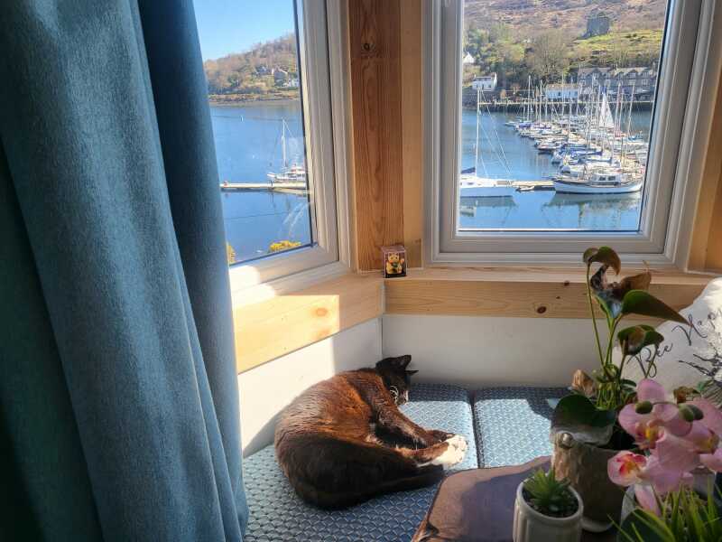 Chicken, Dreamies and Lickelix - the Excellent Cats form a disorderly queue