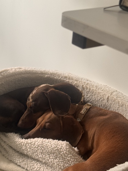 Dogs suddenly everywhere