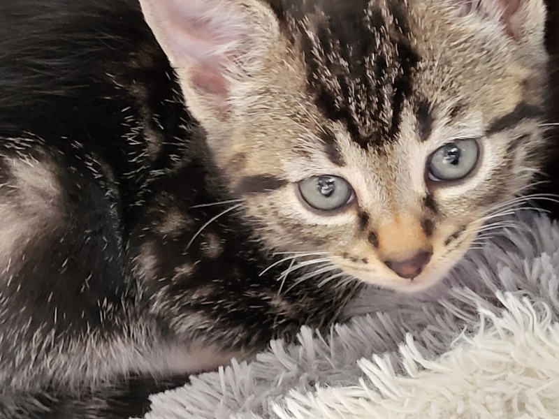 My kitten needs a name..