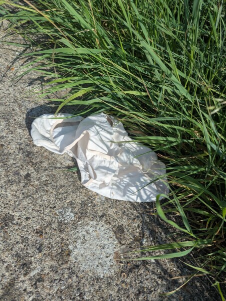 I've just come out into my garden and found ...