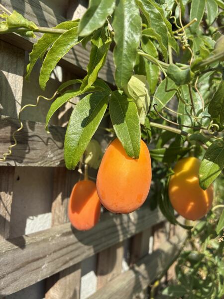 Year round Nigel Slater discussion thread Part 2