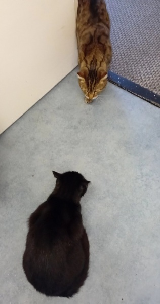 The One after the One where the Excellent Cats posed for a calendar