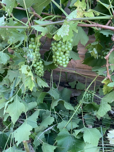 Are these grapes