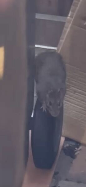 Is this a mouse or a rat?