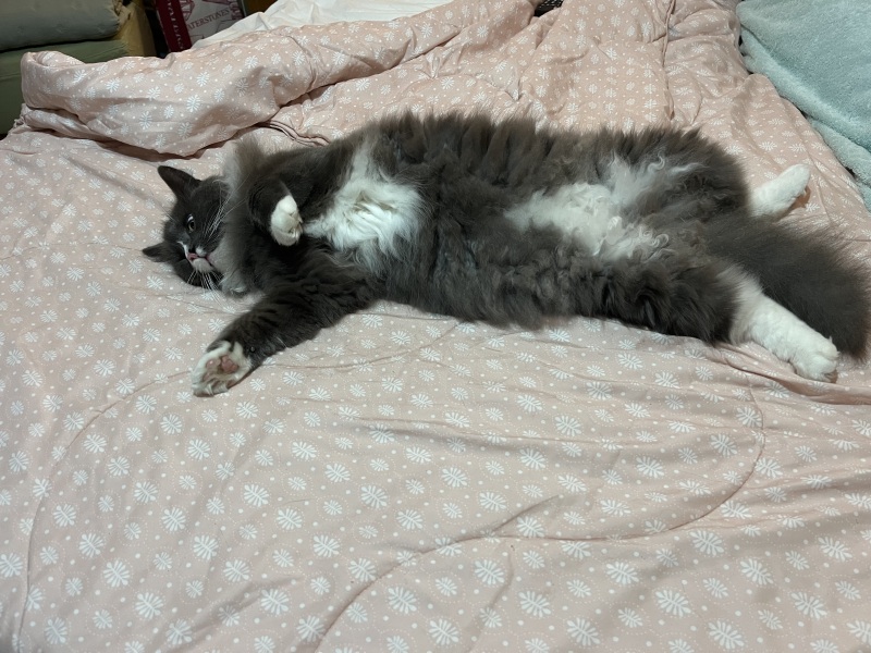 Thread 29 Starmer - Paint your Bandwagon