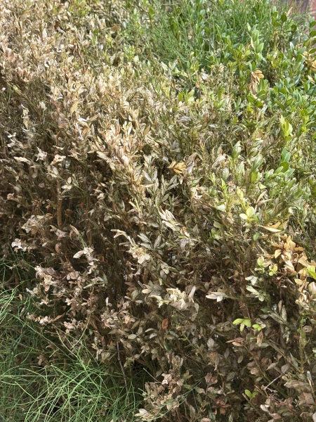 dying hedge