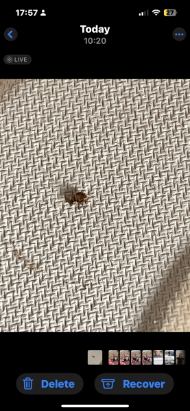 Bed bug paranoia!!