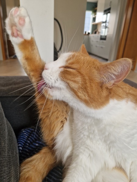 Chicken, Dreamies and Lickelix - the Excellent Cats form a disorderly queue