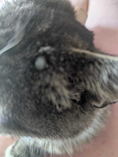 Strange growth on cats head