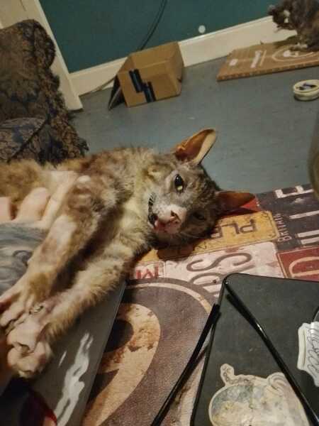 Chicken, Dreamies and Lickelix - the Excellent Cats form a disorderly queue