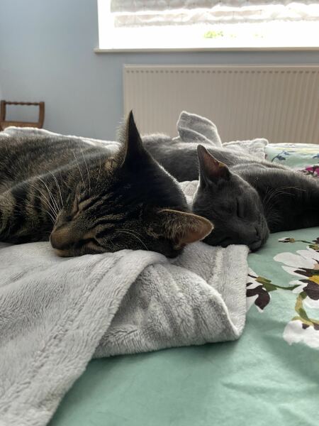 Chicken, Dreamies and Lickelix - the Excellent Cats form a disorderly queue