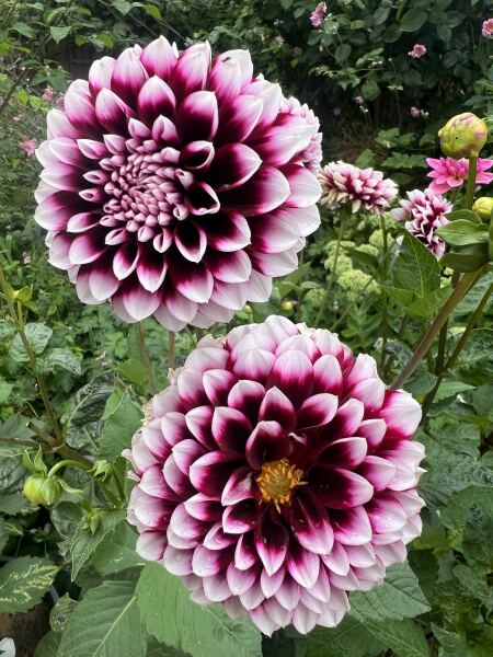 Who wants to look at my dahlias
