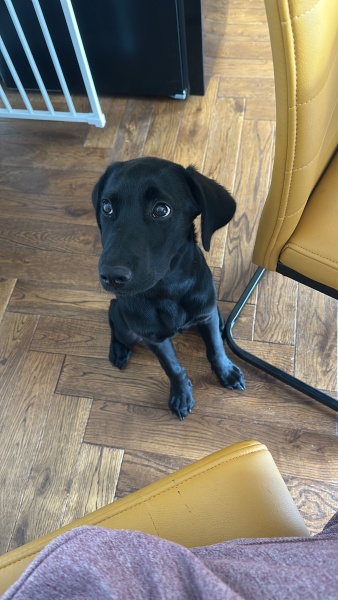 Dogs suddenly everywhere
