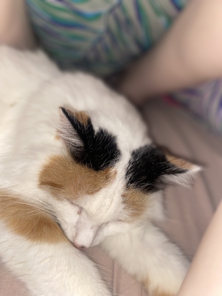 Anyone want a stubborn ass cat?