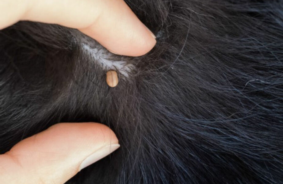 What’s this on my dog’s arm?!