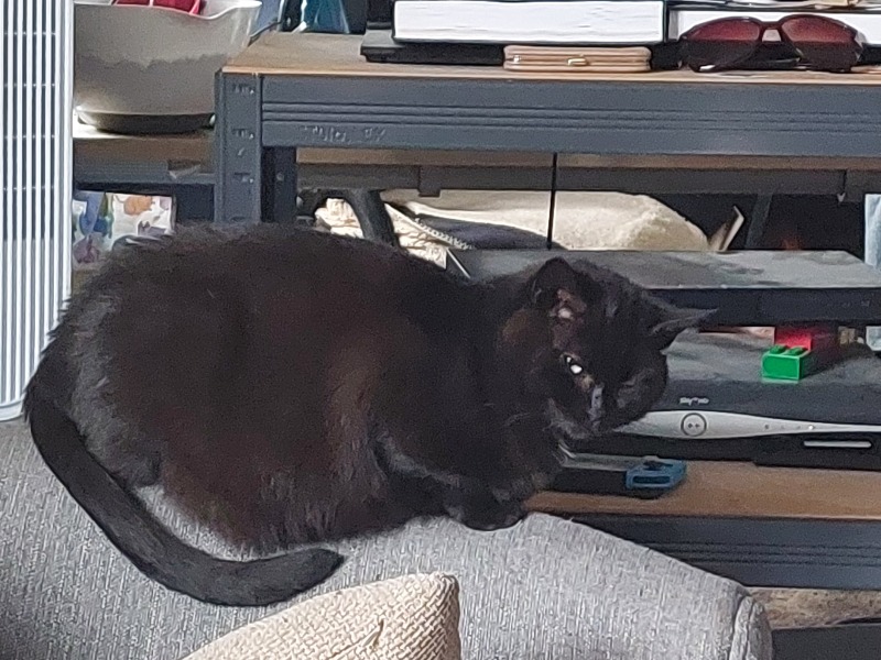 Thread 29 Starmer - Paint your Bandwagon