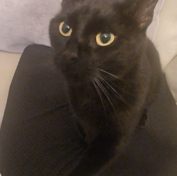 Thread 29 Starmer - Paint your Bandwagon