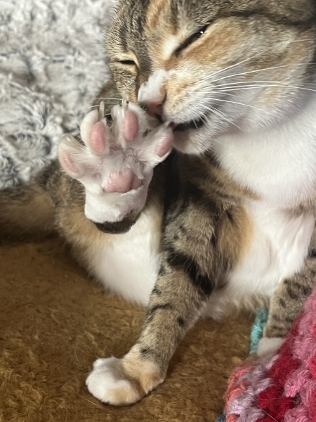 Chicken, Dreamies and Lickelix - the Excellent Cats form a disorderly queue