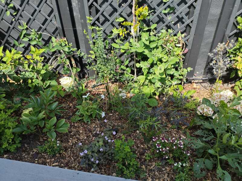 Garden disaaaaaaaaster! I've got no right to take my place with the human race