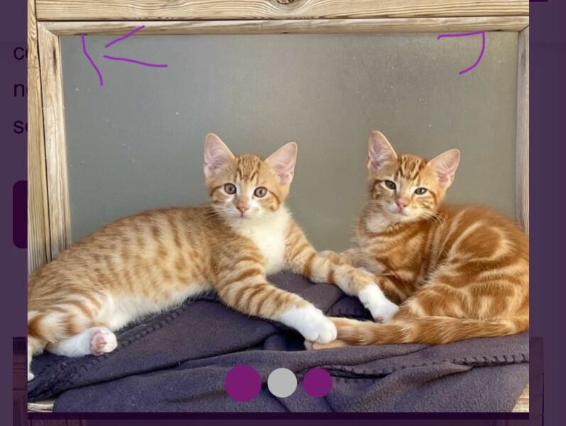 Name these fur babies