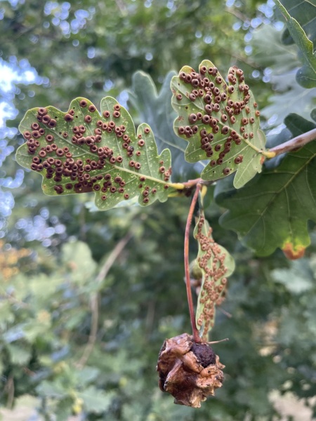 What are these on our town’s oak tree?