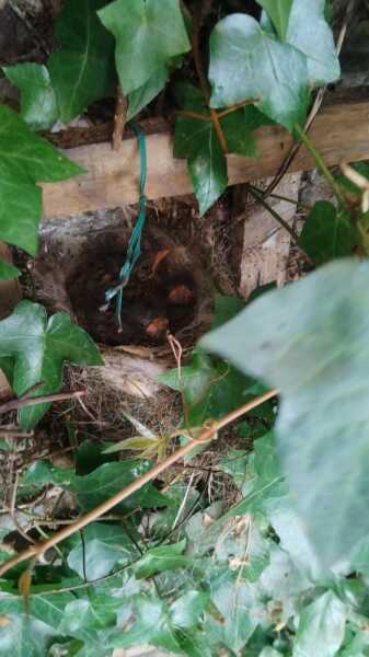 Thread 18 - TalkLair: "That's no moon. It's a space station!"