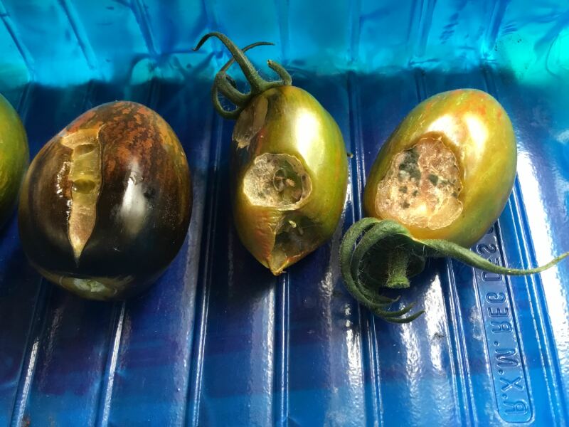 Tomato Experts - Help!
