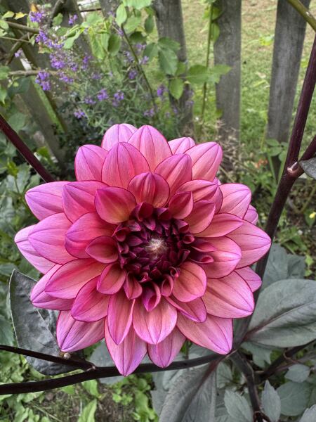 Who wants to look at my dahlias