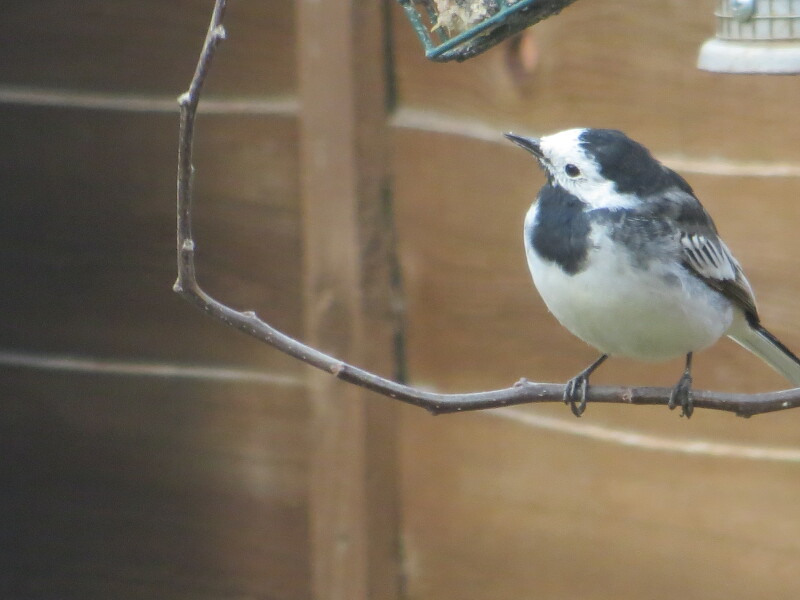 Aww, the cutest little bird