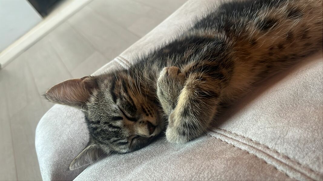 Cats a dickhead 🤣