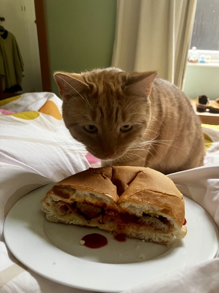 Cat will only eat junk food