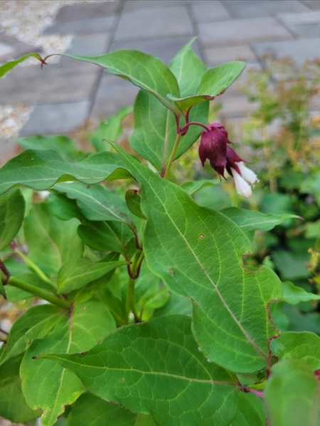 Can you identify this for me, please?