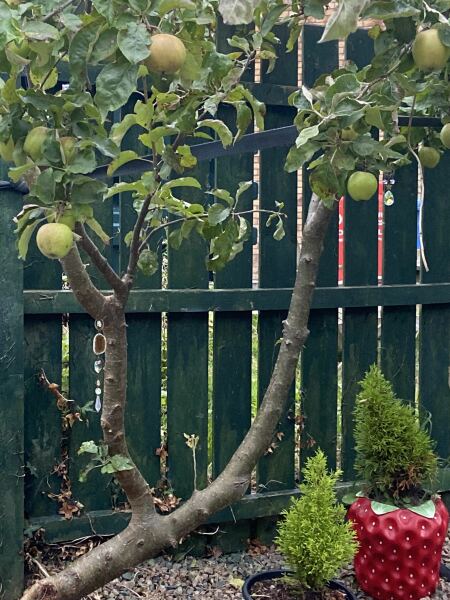 Green paint for fence around small garden