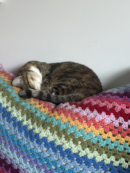 Chicken, Dreamies and Lickelix - the Excellent Cats form a disorderly queue