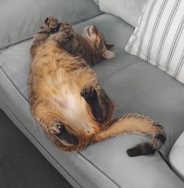 The One after the One where the Excellent Cats posed for a calendar