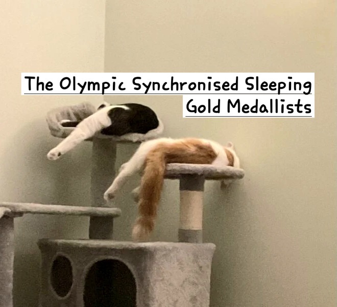 The One after the One where the Excellent Cats posed for a calendar