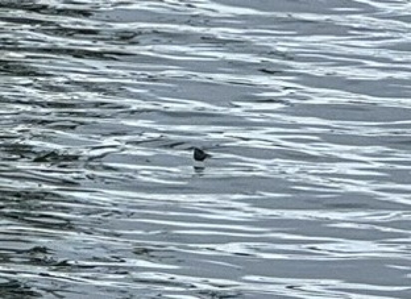 Come and tell us your dull and unexciting news 34: Calmly through the day