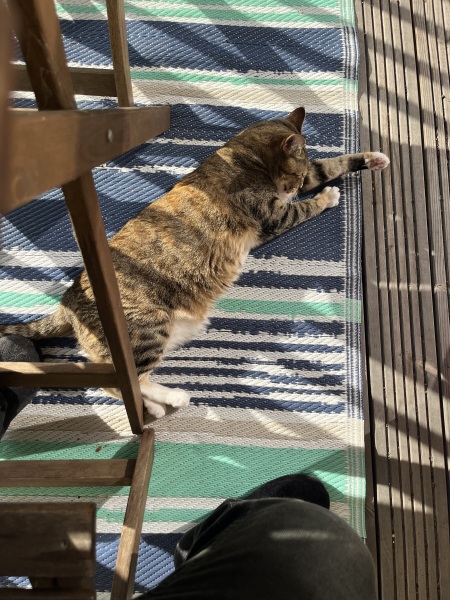 The One after the One where the Excellent Cats posed for a calendar