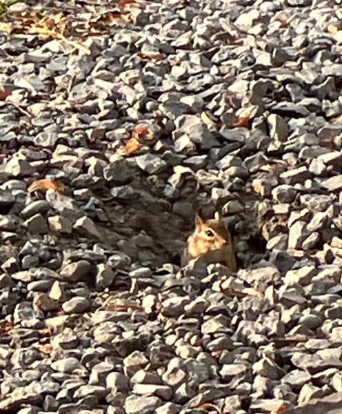 Thread 30 Starmer - Magic Roundabouts