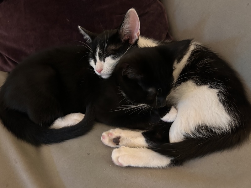 Possibly new kittens tomorrow - years since we’ve done this - wobble!