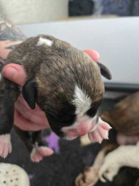New pup incoming… what do I need?