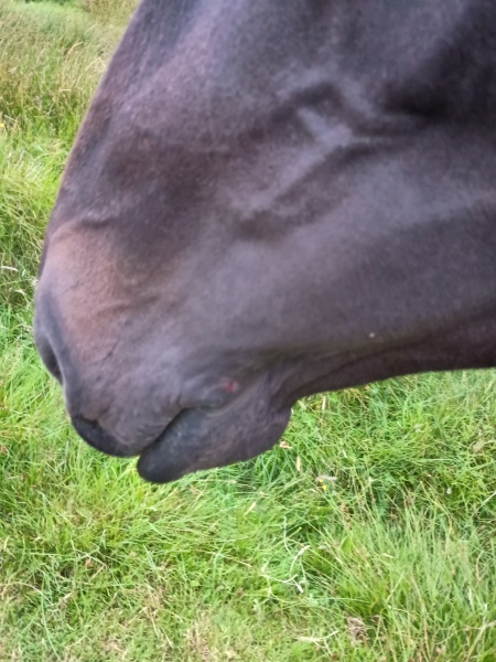 Advice needed red mark on muzzle after riding 😭