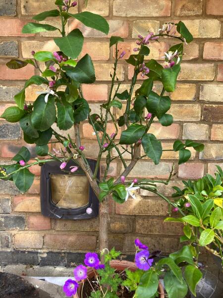 Lemon tree?