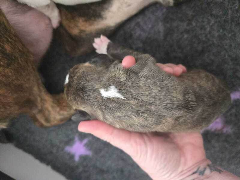 Struggling for puppy name.