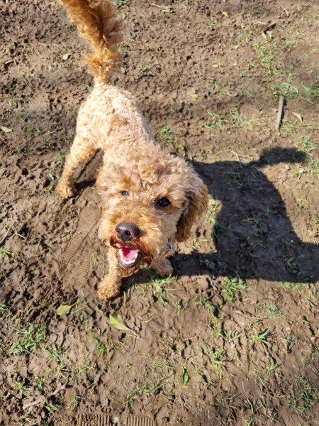 Thinking of getting a poodle cross?