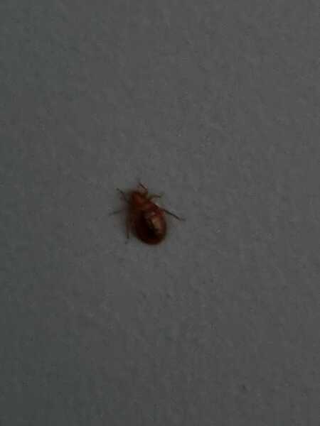 Has anyone actually got rid of bedbugs?