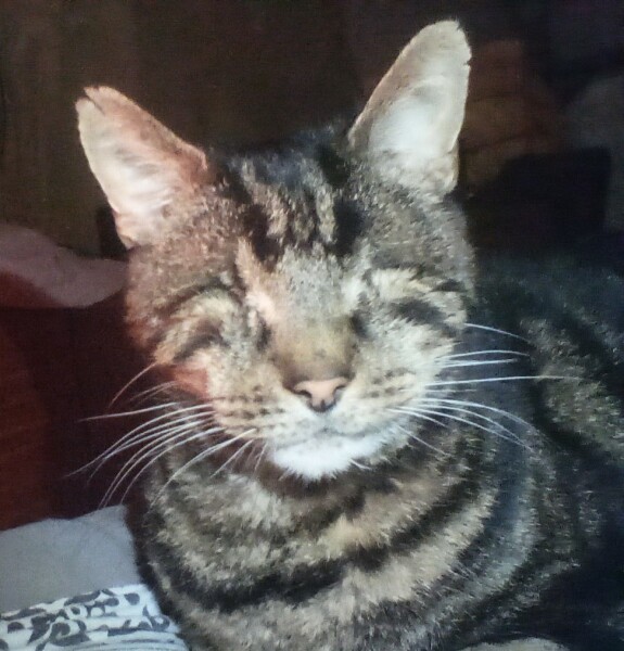 My cat needs to have an eye removed - any experiences?